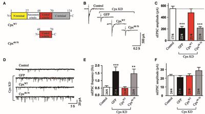 Accessory and Central α-helices of Complexin Selectively Activate Ca2+ Triggering of Synaptic Exocytosis